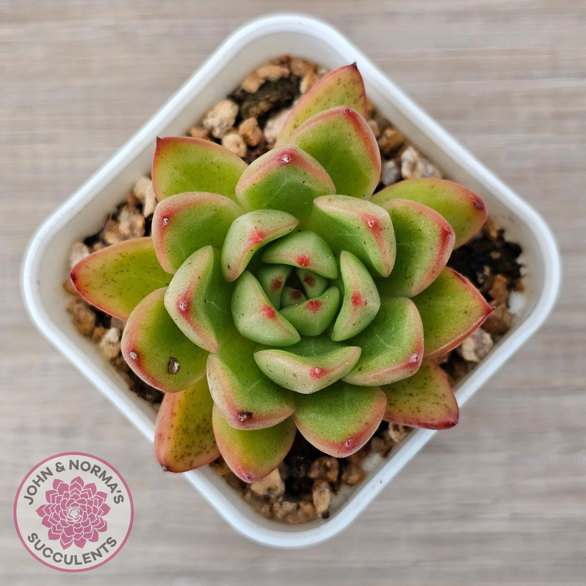 Echeveria agavoides 'Yayoi Jenny'