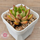 Echeveria agavoides 'Yayoi Jenny'