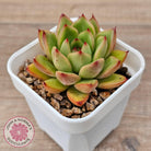 Echeveria agavoides 'Yayoi Jenny'