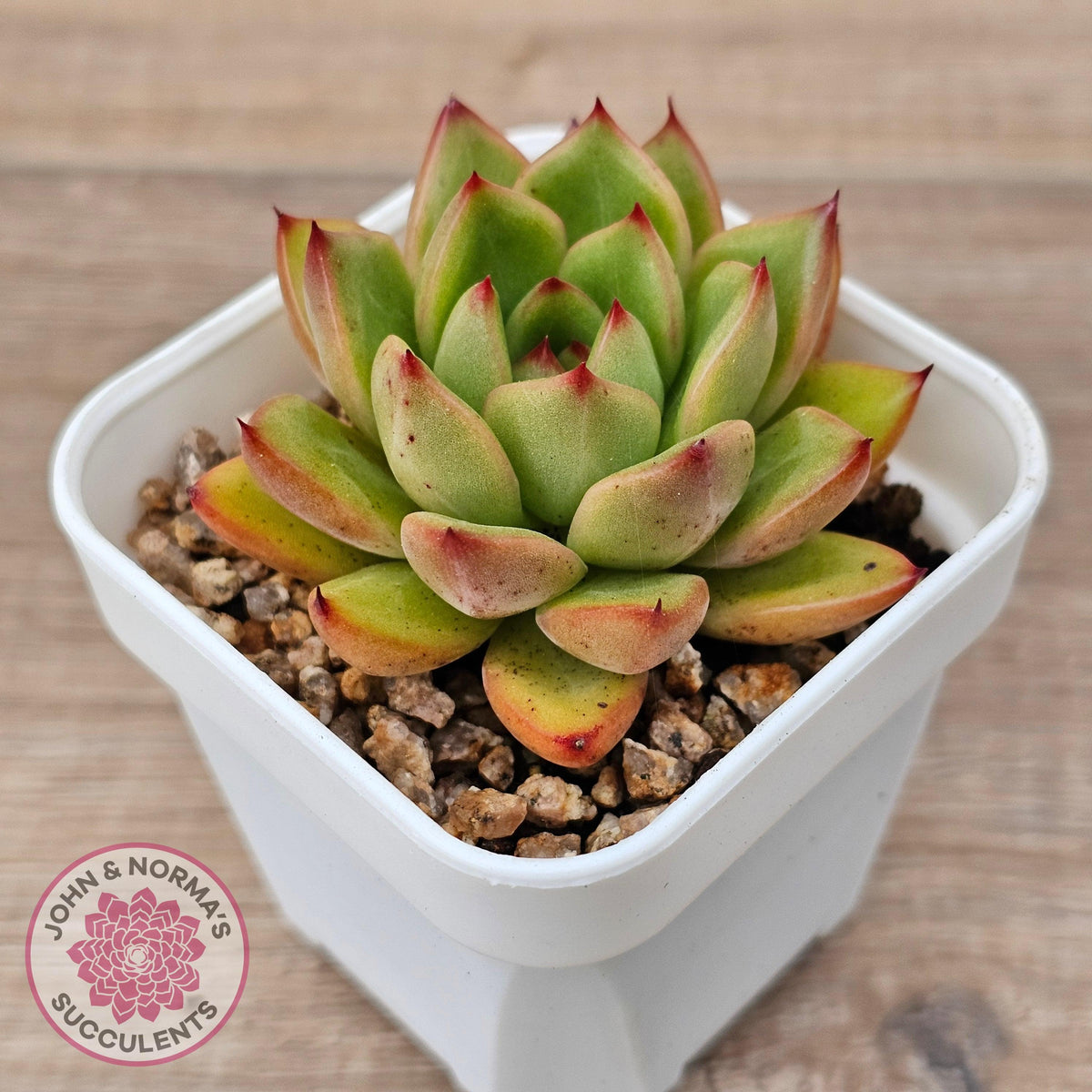 Echeveria agavoides 'Yayoi Jenny'