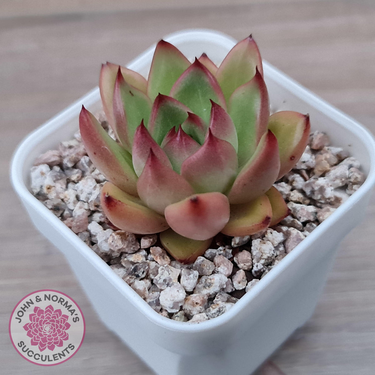 Echeveria agavoides 'Yayoi Jenny'
