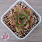 Echeveria agavoides 'Yayoi Jenny'