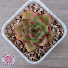 Load image into Gallery viewer, Echeveria agavoides &#39;Yayoi Jenny&#39; - John &amp; Norma&#39;s Succulents Australia
