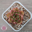 Echeveria agavoides 'Yayoi Jenny'