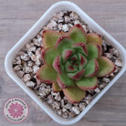 Echeveria agavoides 'Yayoi Jenny'