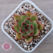 Load image into Gallery viewer, Echeveria agavoides &#39;Yayoi Jenny&#39; - John &amp; Norma&#39;s Succulents Australia
