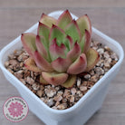 Echeveria agavoides 'Yayoi Jenny'