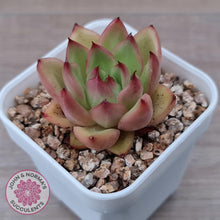 Load image into Gallery viewer, Echeveria agavoides &#39;Yayoi Jenny&#39; - John &amp; Norma&#39;s Succulents Australia
