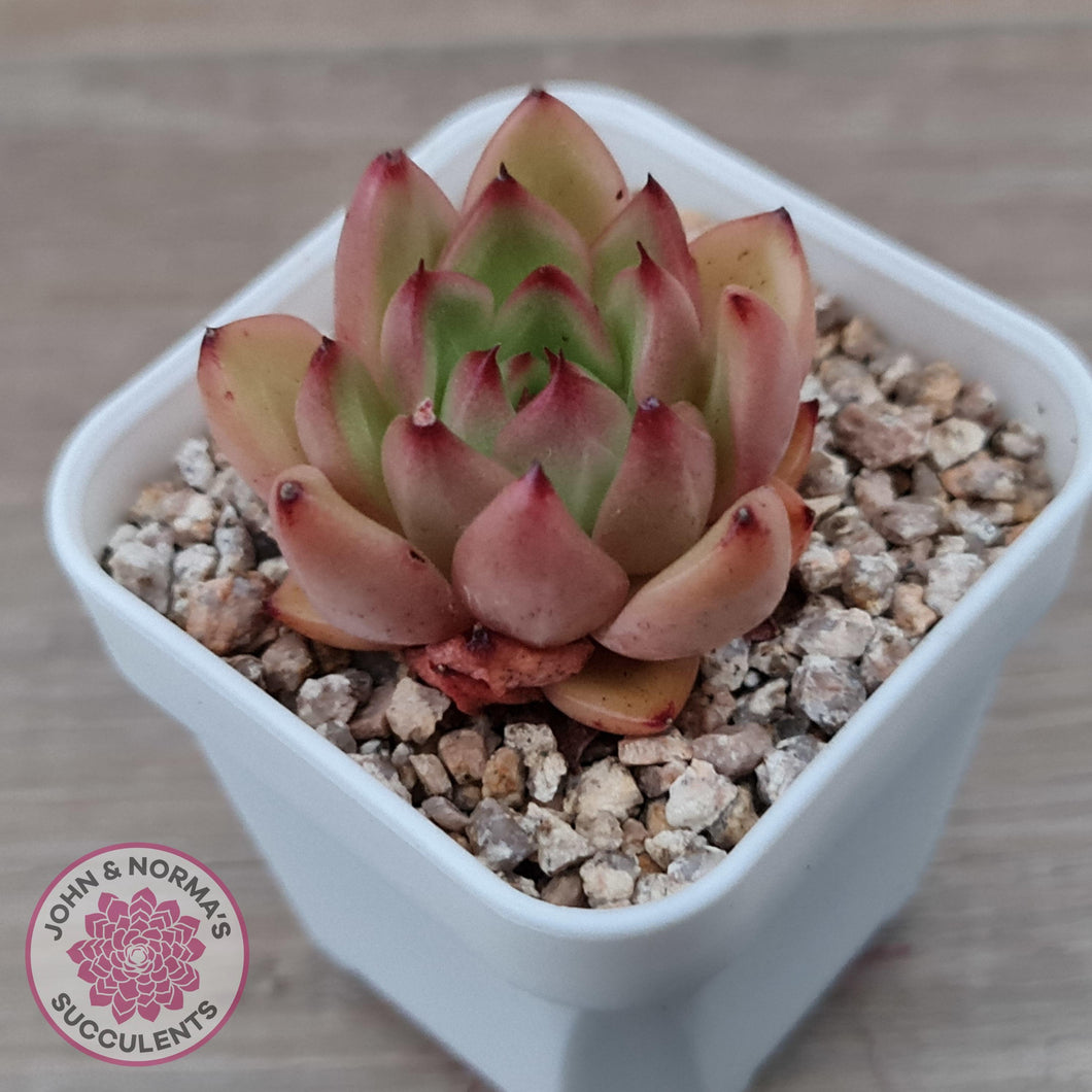 Echeveria agavoides 'Yayoi Jenny' - John & Norma's Succulents Australia