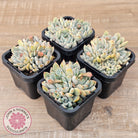 Echeveria Cuspidata var. zaragoza (lg)