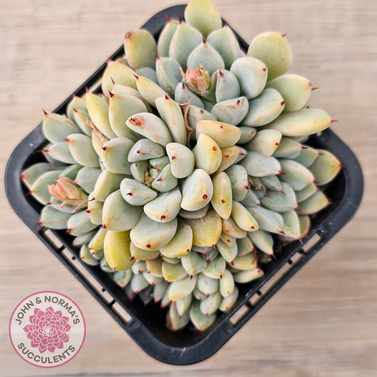 Echeveria Cuspidata var. zaragoza (lg)