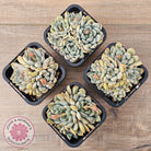 Echeveria Cuspidata var. zaragoza (lg)