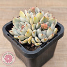 Echeveria Cuspidata var. zaragoza (lg)