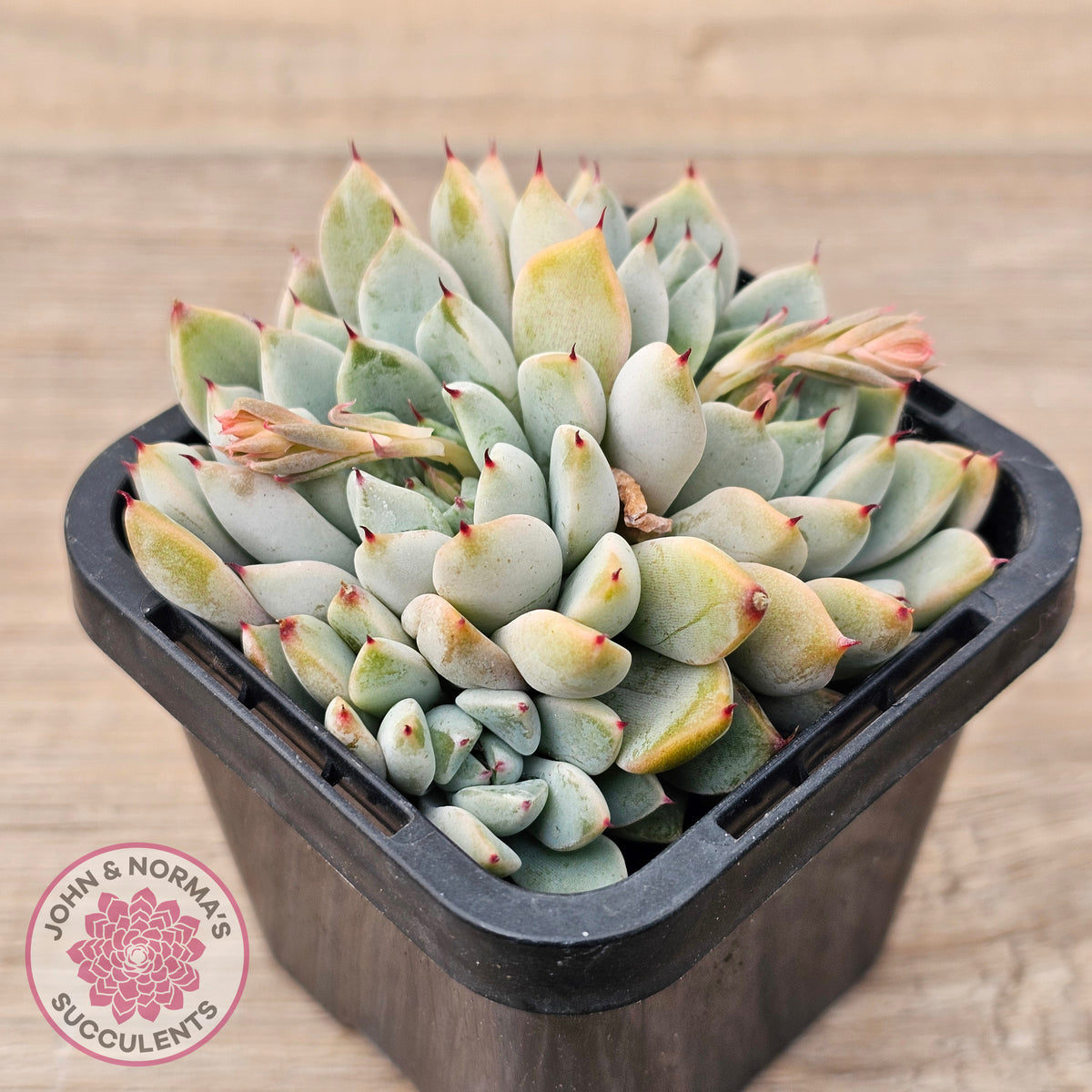 Echeveria Cuspidata var. zaragoza (lg)