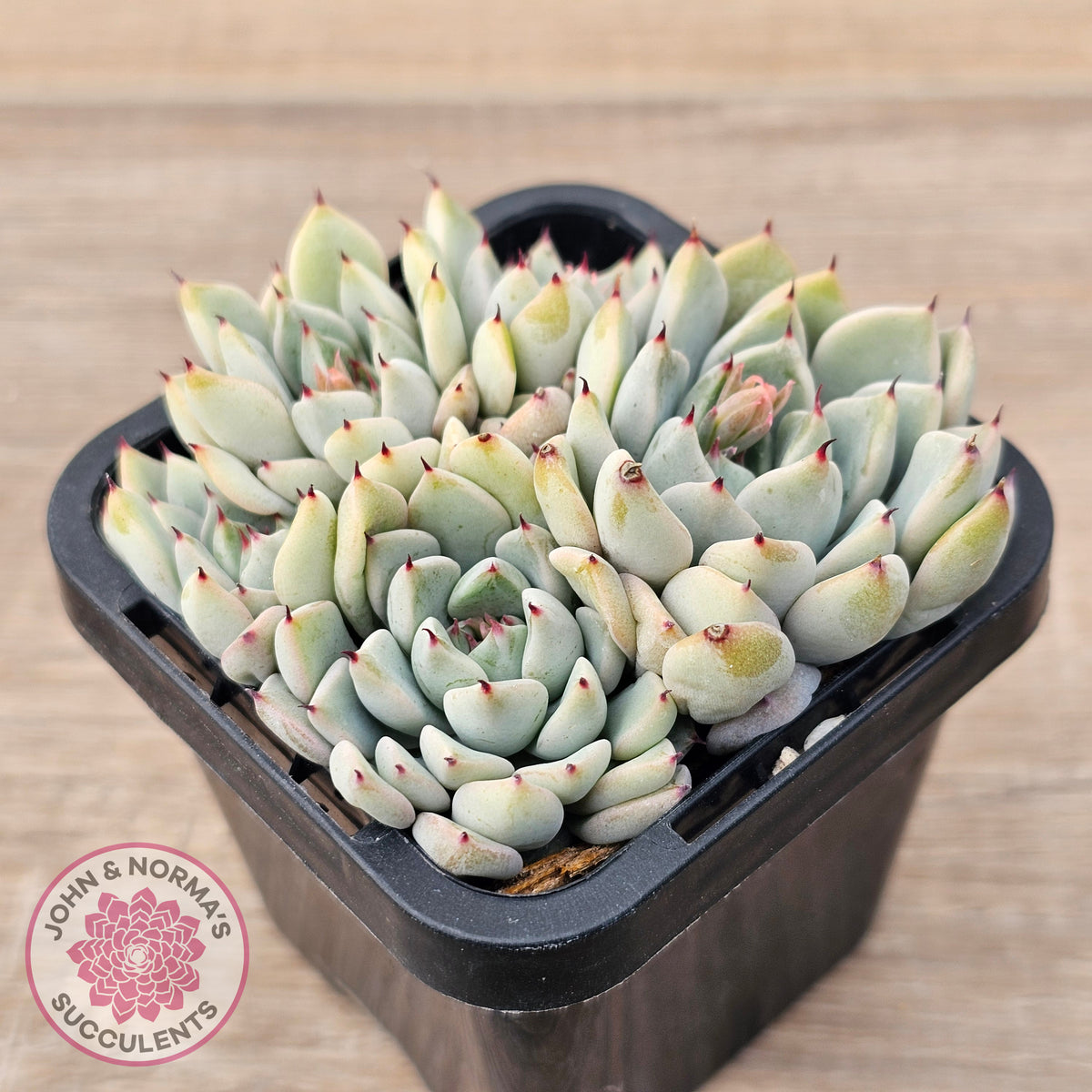 Echeveria Cuspidata var. zaragoza (lg)