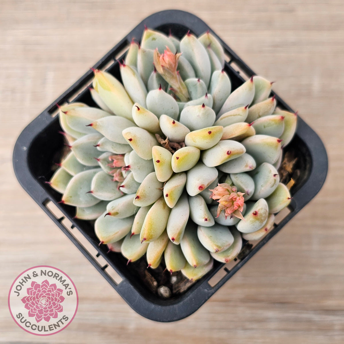 Echeveria Cuspidata var. zaragoza (lg)