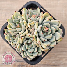 Load image into Gallery viewer, Echeveria Cuspidata var. zaragoza (multi)
