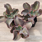 Echeveria Zorro