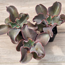 Load image into Gallery viewer, Echeveria Zorro
