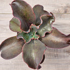 Echeveria Zorro
