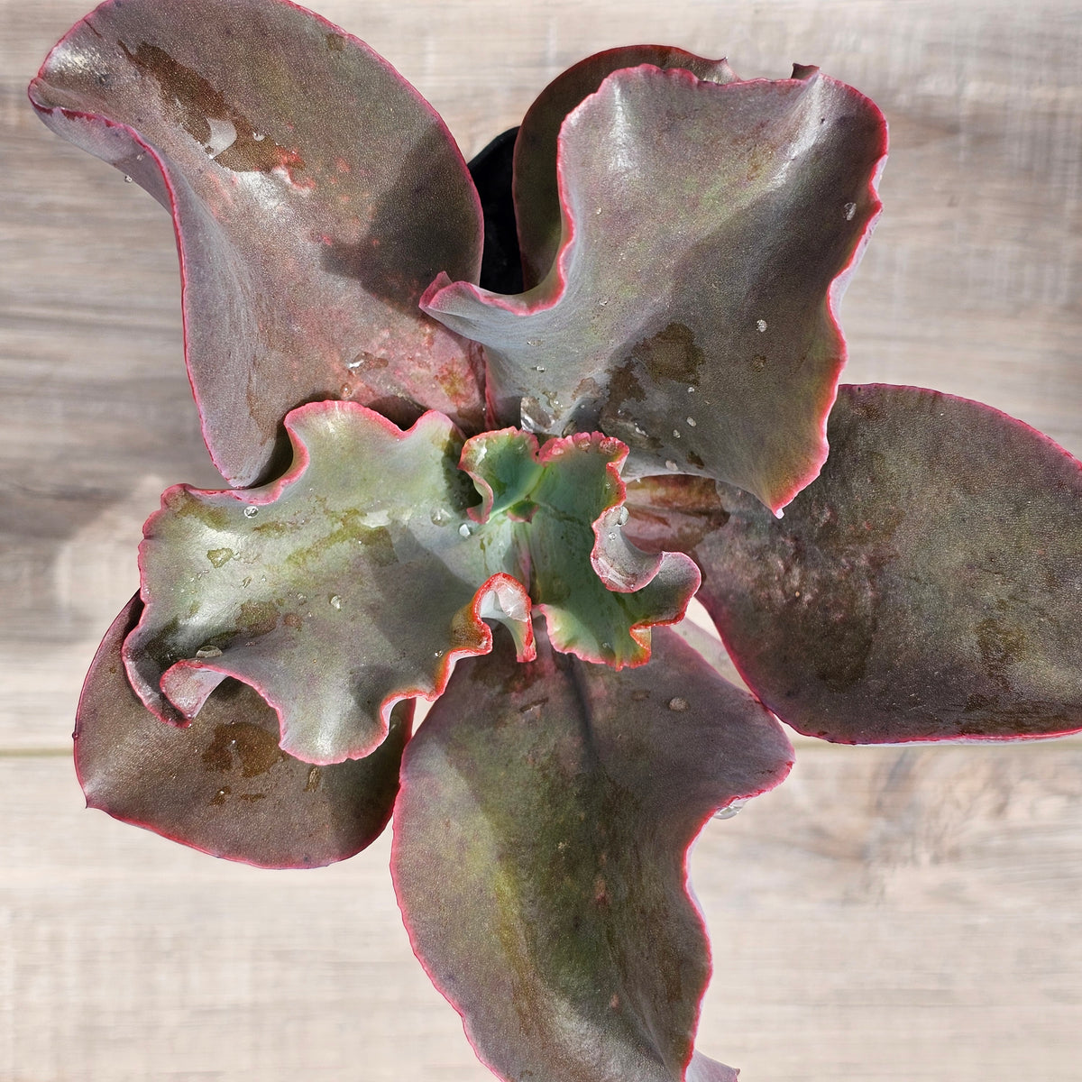 Echeveria Zorro