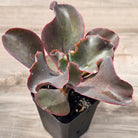 Echeveria Zorro