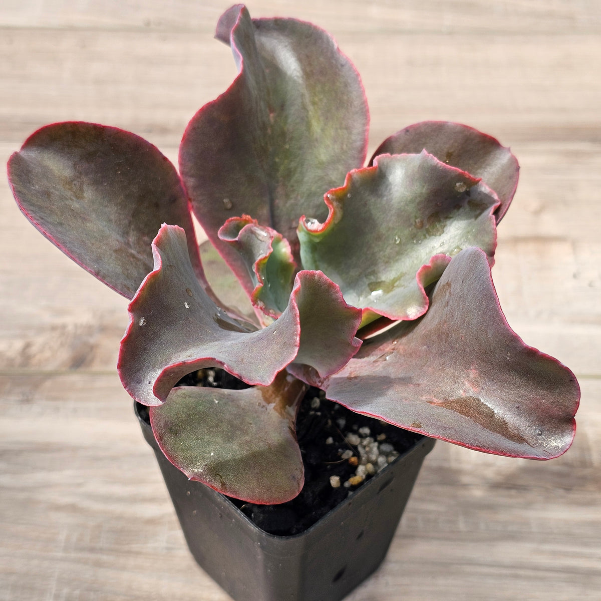 Echeveria Zorro