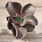 Echeveria Zorro
