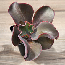 Load image into Gallery viewer, Echeveria Zorro
