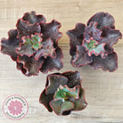 Echeveria Zorro