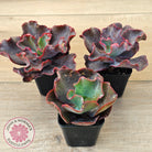 Echeveria Zorro