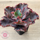 Echeveria Zorro
