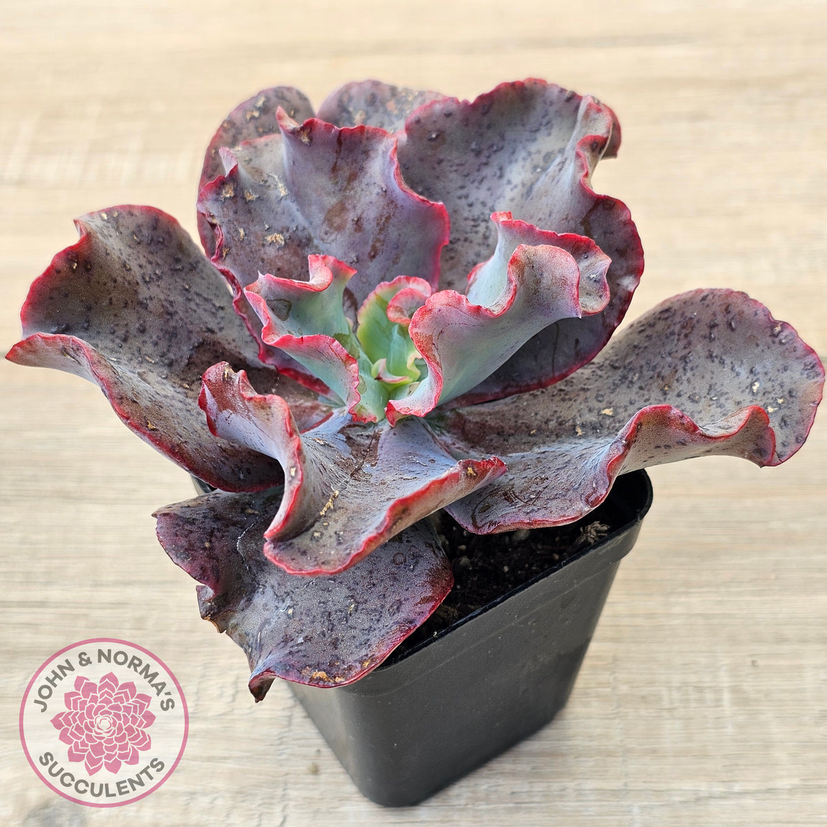 Echeveria Zorro