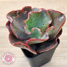 Echeveria Zorro