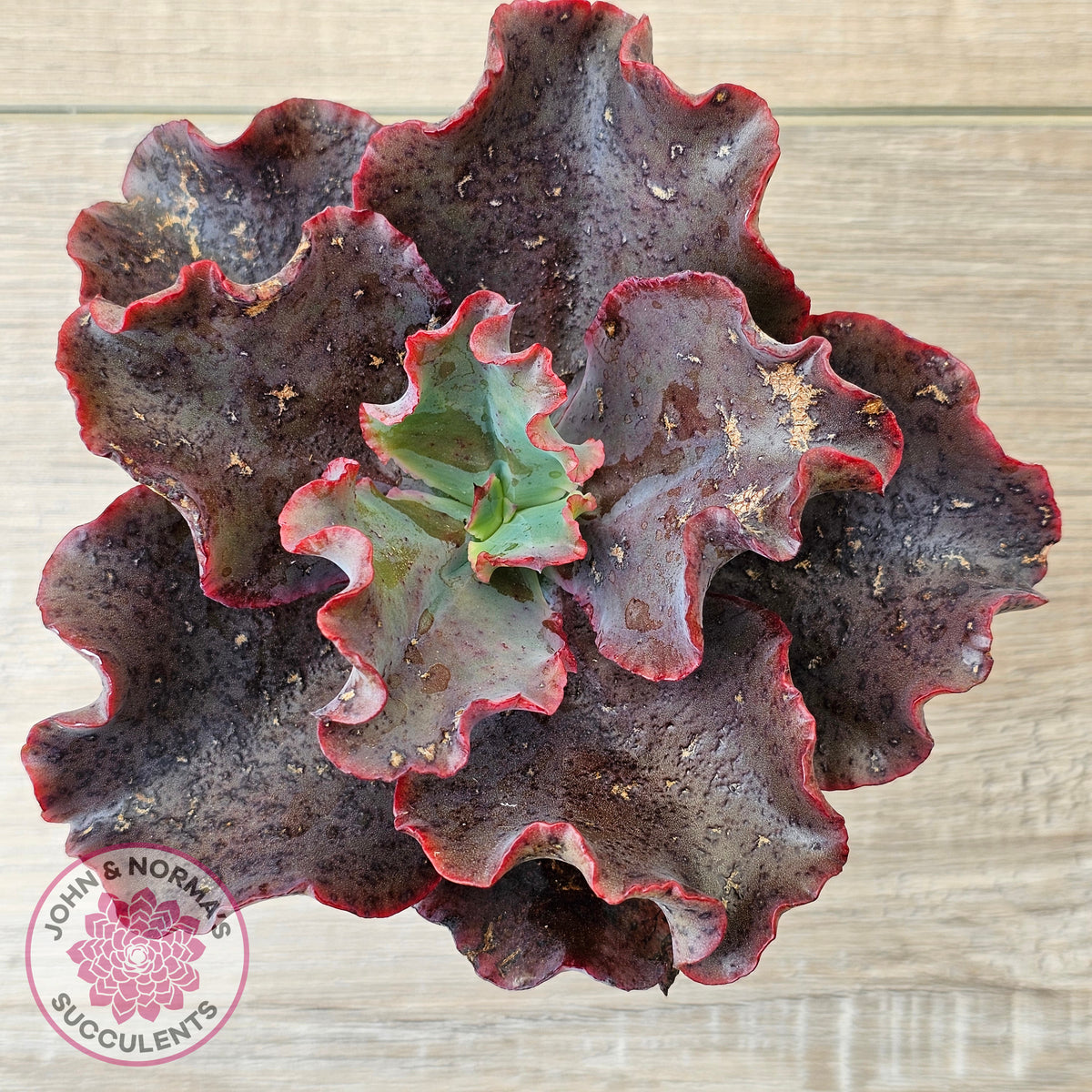 Echeveria Zorro