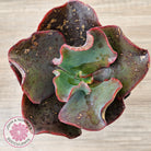 Echeveria Zorro