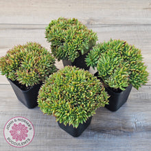 Load image into Gallery viewer, Echeveria agavoides Crest - Lg Clump
