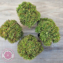 Load image into Gallery viewer, Echeveria agavoides Crest - Lg Clump
