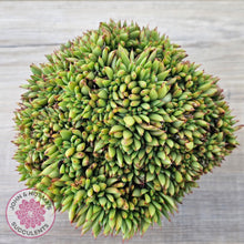 Load image into Gallery viewer, Echeveria agavoides Crest - Lg Clump

