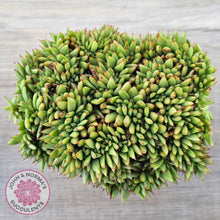 Load image into Gallery viewer, Echeveria agavoides Crest - Lg Clump
