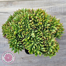 Load image into Gallery viewer, Echeveria agavoides Crest - Lg Clump
