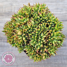 Load image into Gallery viewer, Echeveria agavoides Crest - Lg Clump
