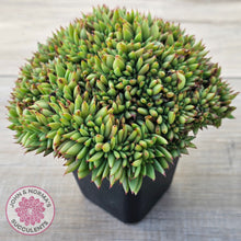 Load image into Gallery viewer, Echeveria agavoides Crest - Lg Clump
