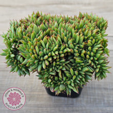 Load image into Gallery viewer, Echeveria agavoides Crest - Lg Clump
