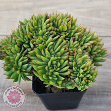 Load image into Gallery viewer, Echeveria agavoides Crest - Lg Clump
