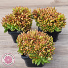 Echeveria agavoides Crest - (Lg)