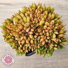 Echeveria agavoides Crest - (Lg)