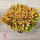 Echeveria agavoides Crest - (Lg)