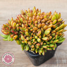 Echeveria agavoides Crest - (Lg)