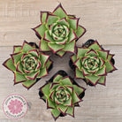 Echeveria agavoides Ebony